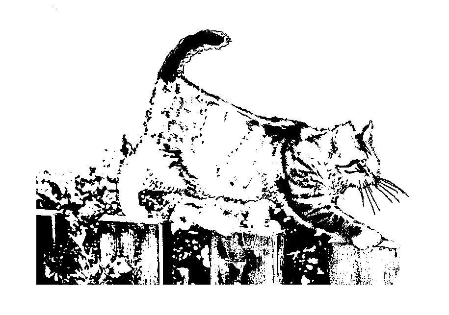 The Neighborhood Cat Logo